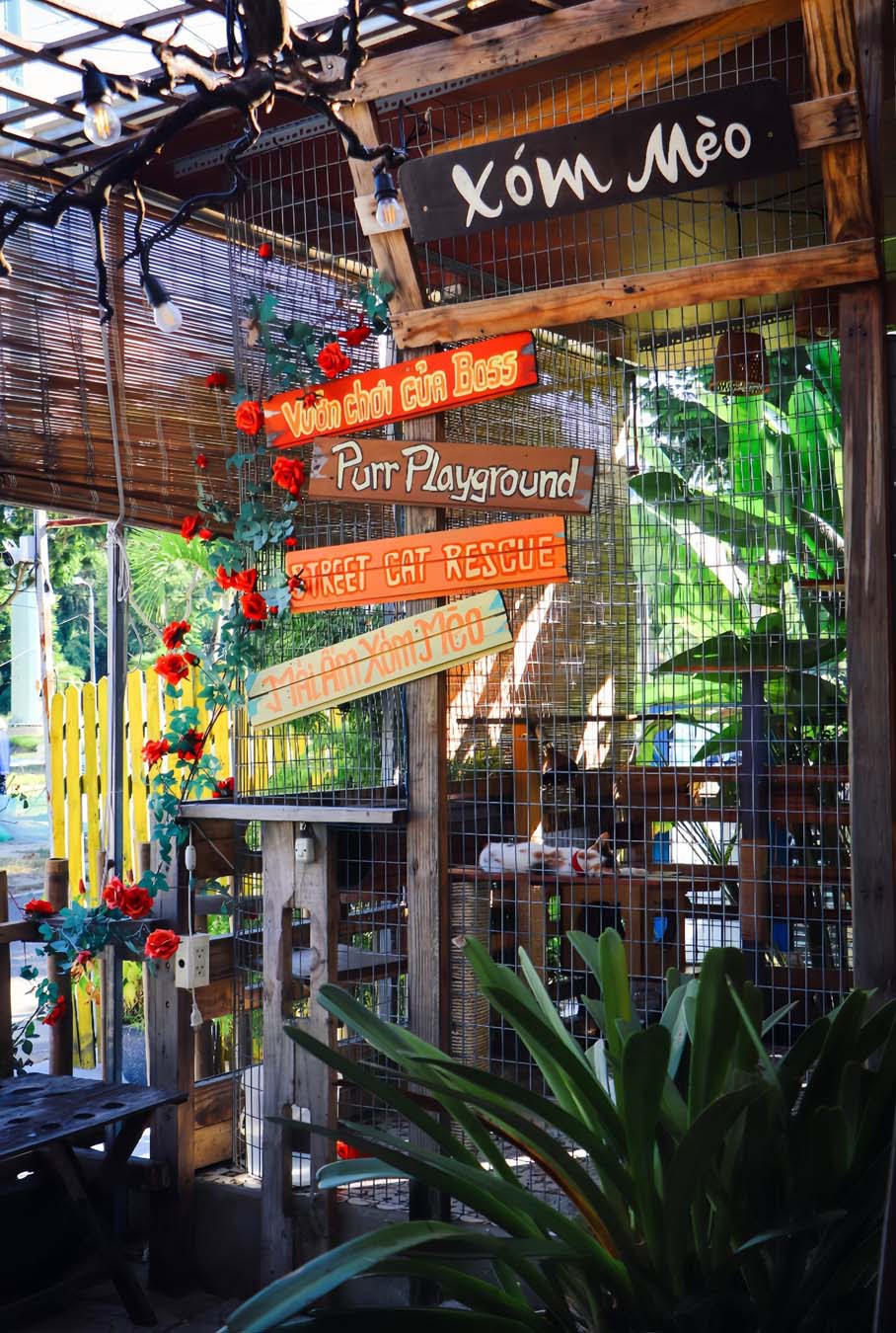 không gian của xóm mèo